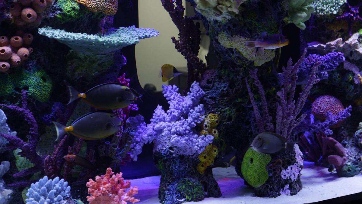 die aquarium-profis