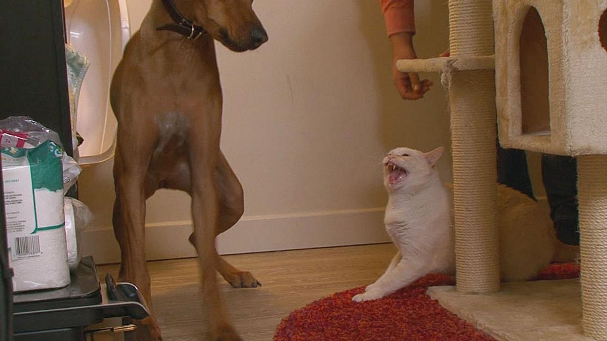der katzenflüsterer