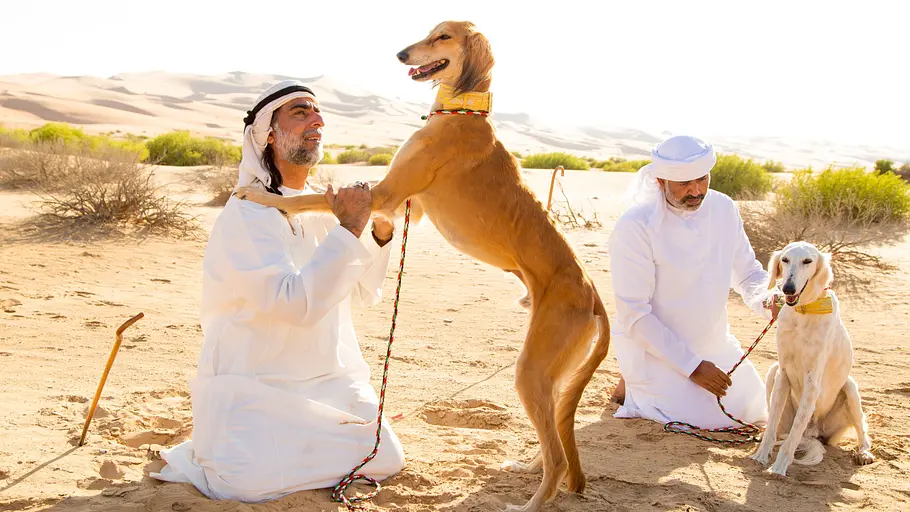Der Hund - Des Menschen bester Freund der hund - des menschen bester freund