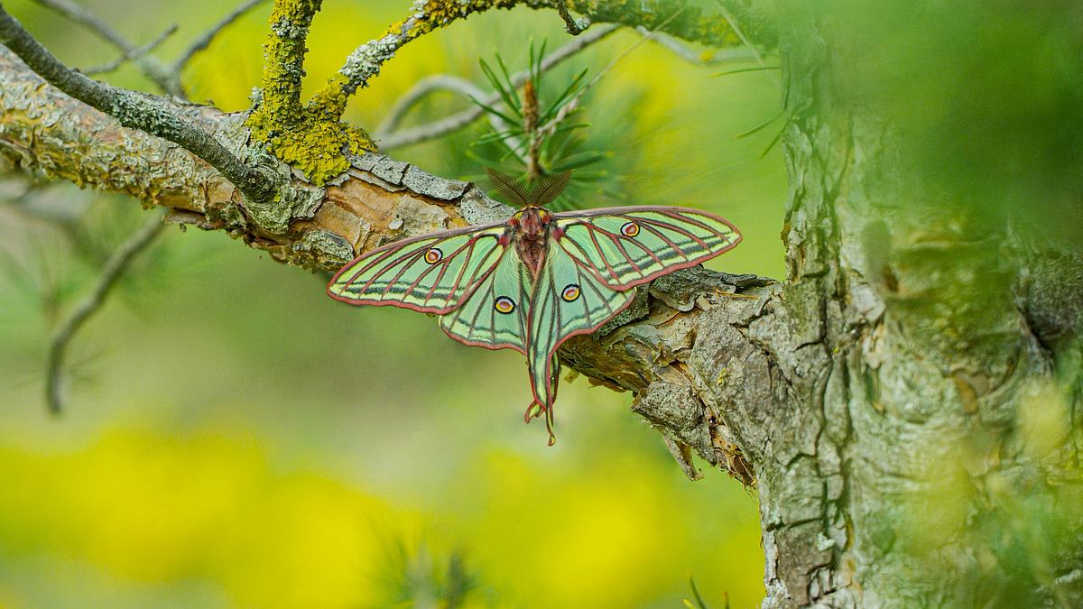 schätze der natur