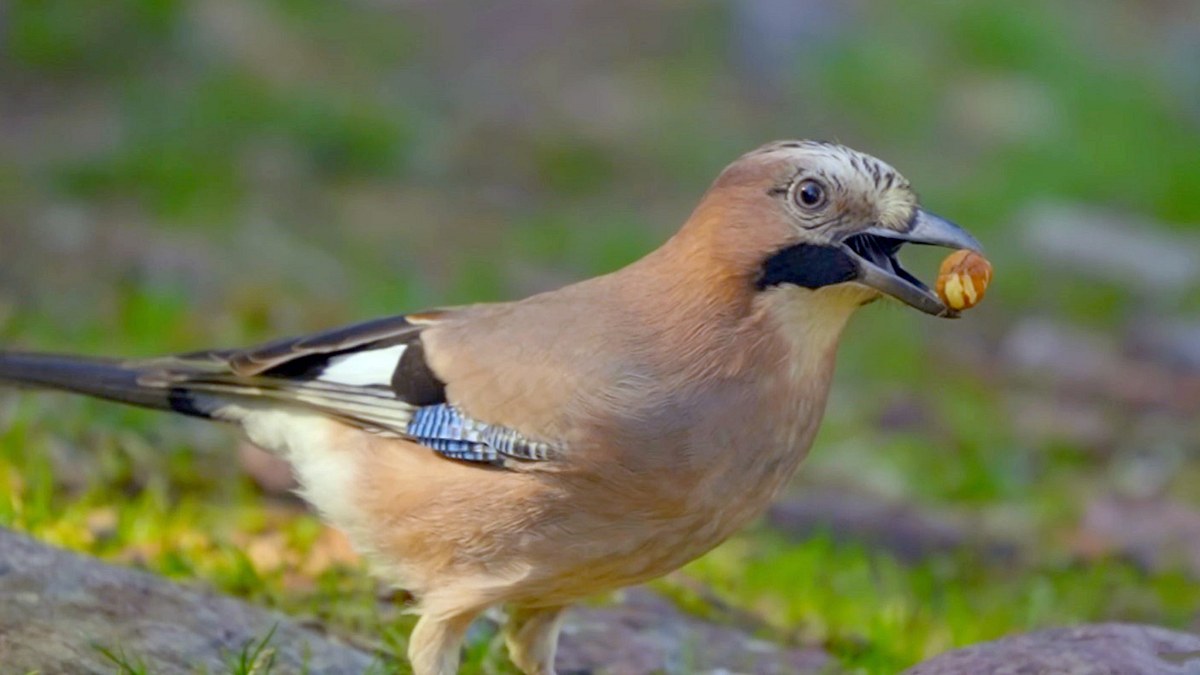 die natur und ihr netzwerk der wohltäter