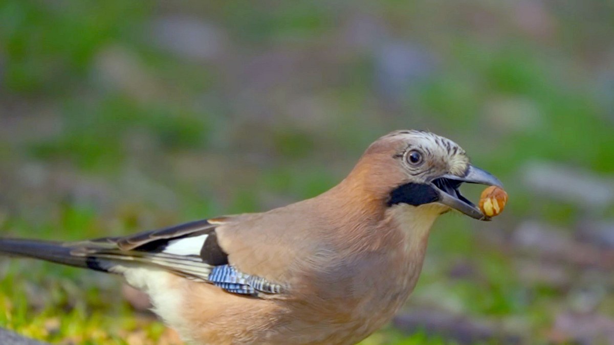 die natur und ihr netzwerk der wohltäter