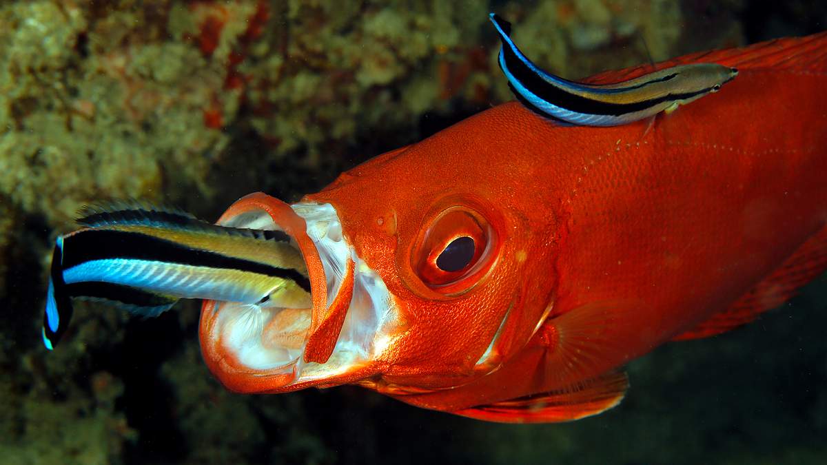 tierische freaks der ozeane