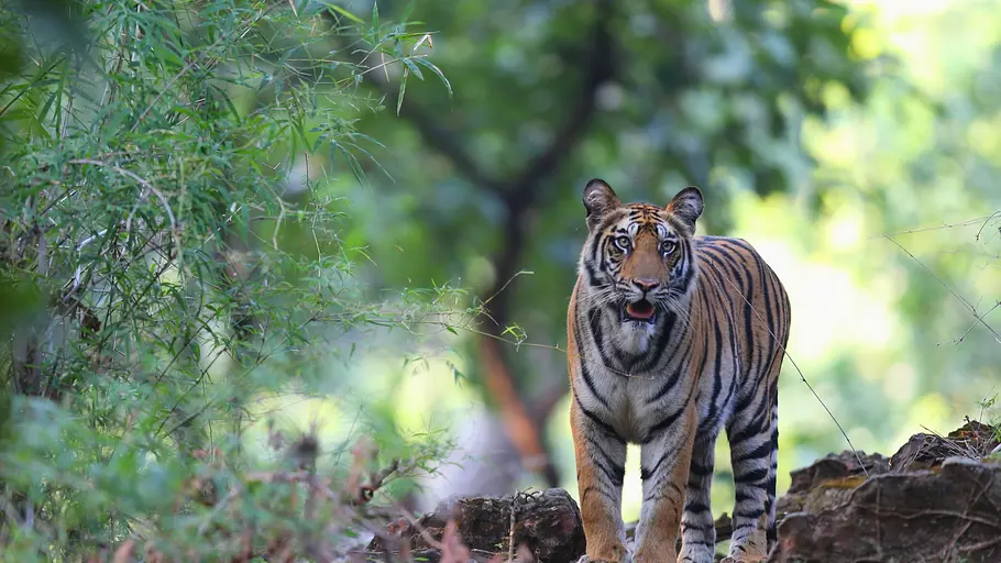 Indien - Im Königreich der Tigerin indien - im königreich der tigerin