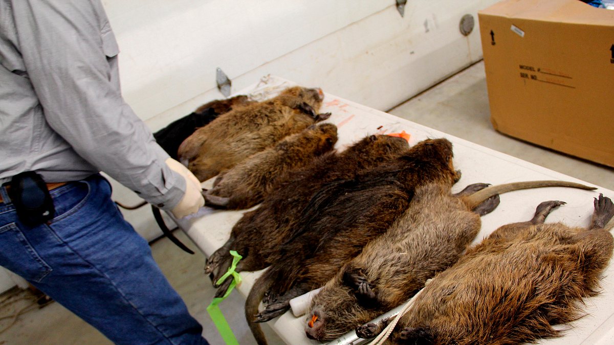 tierische eroberer