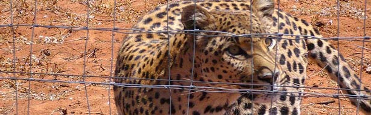 Das Waisenhaus für wilde Tiere - Abenteuer Afrika das waisenhaus für wilde tiere - abenteuer afrika