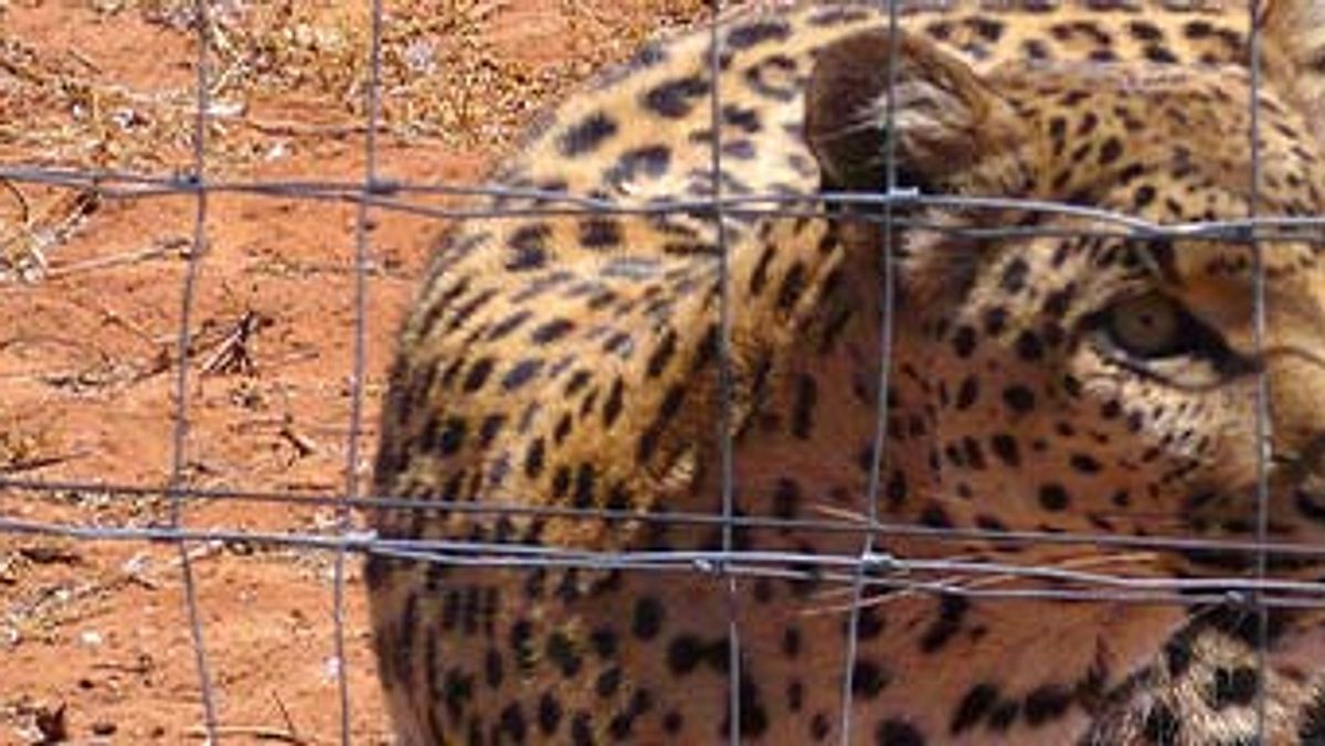 das waisenhaus für wilde tiere - abenteuer afrika