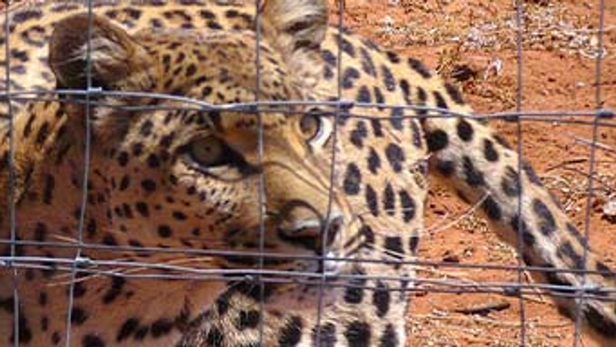 das waisenhaus für wilde tiere - abenteuer afrika