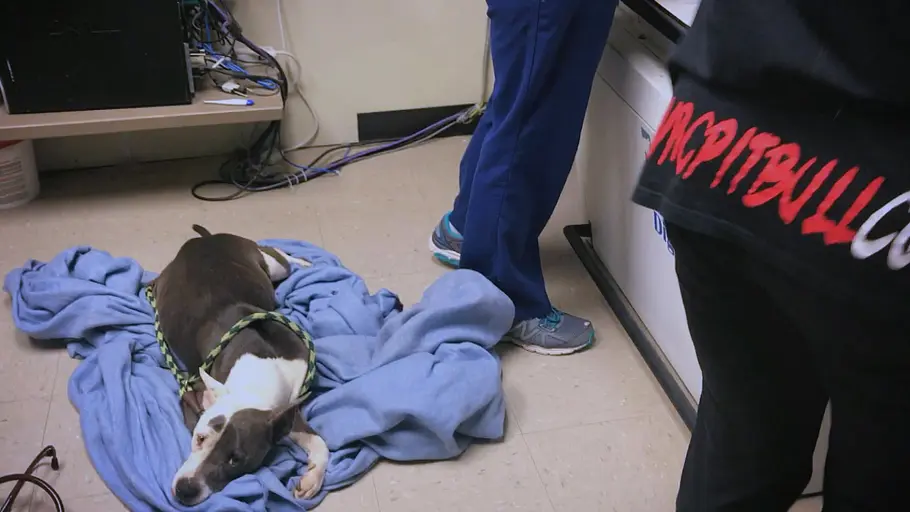 Pitbulls auf Bewährung pitbulls auf bewährung