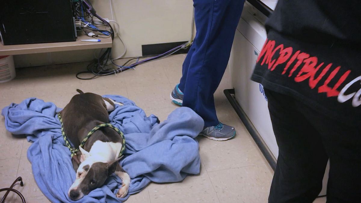pitbulls auf bewährung