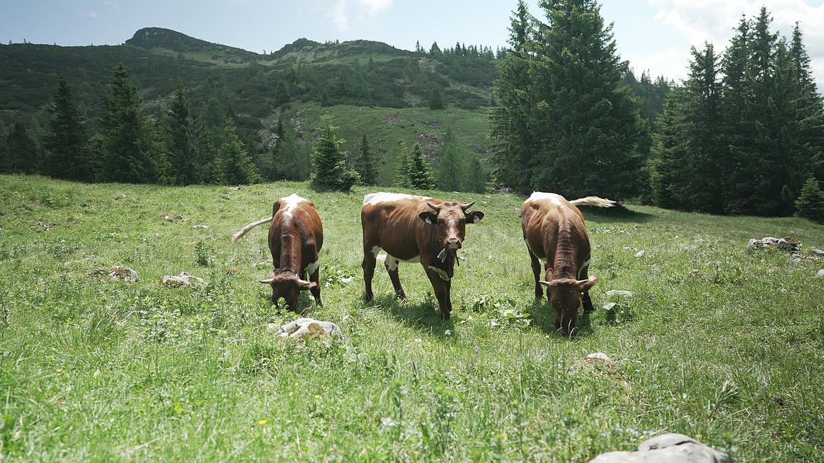 almleben am untersberg