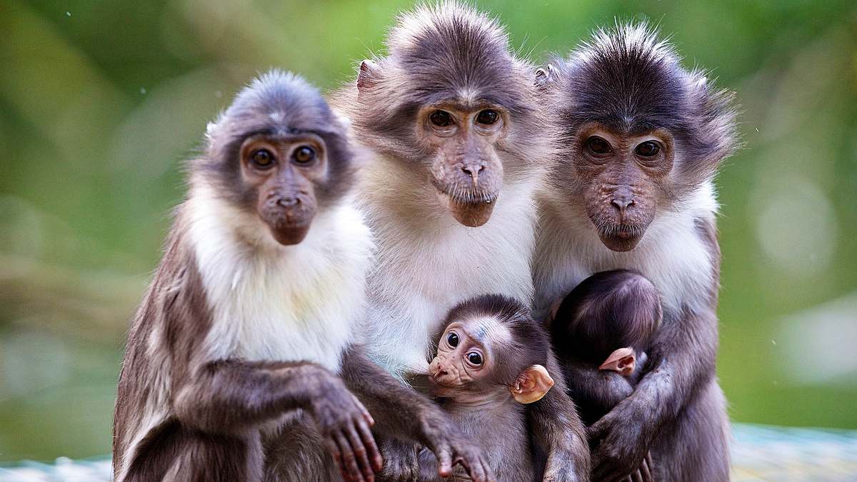 bronx zoo - tierpark der superlative