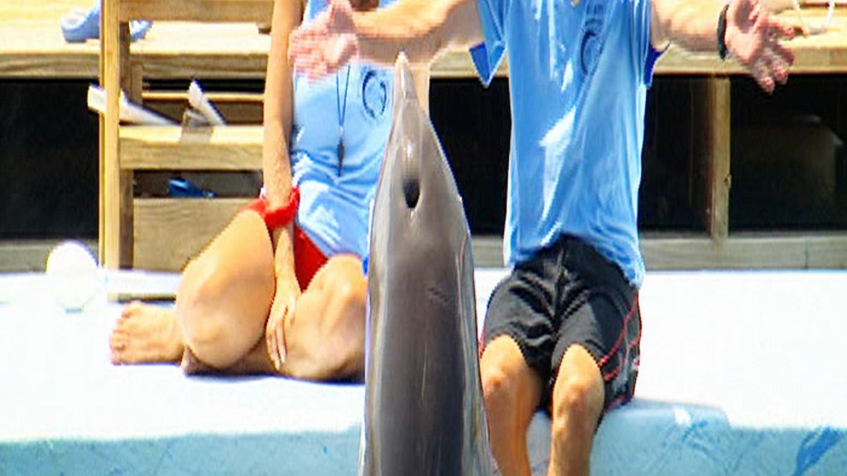 die delfin-schule