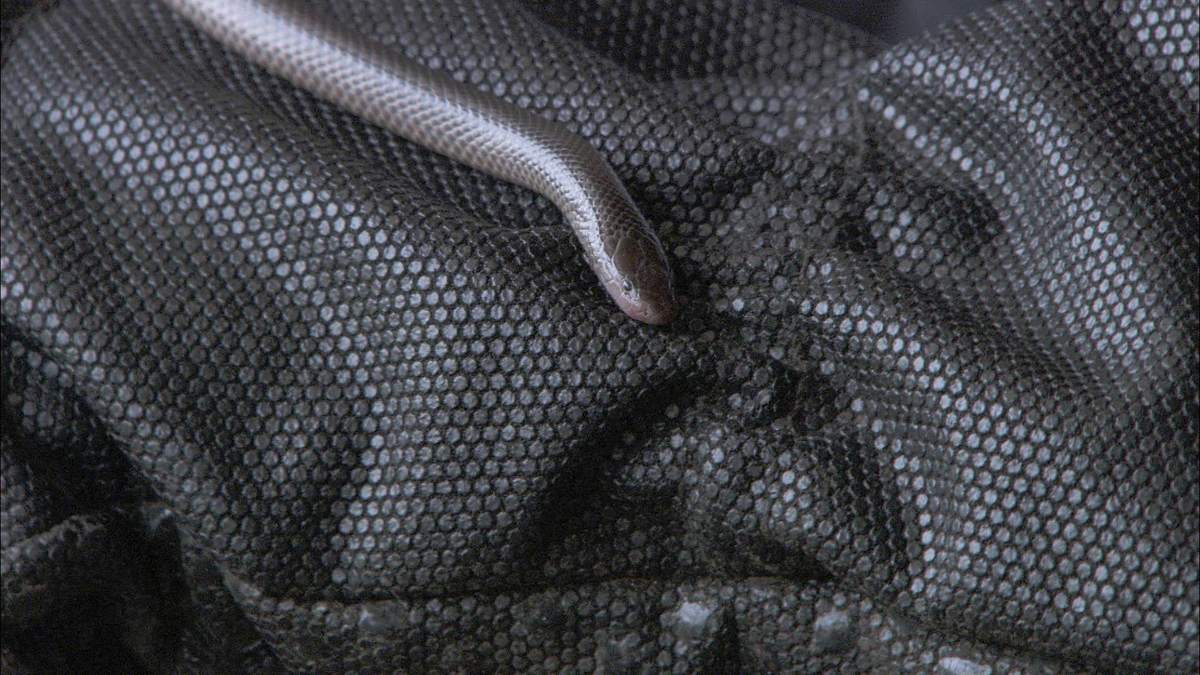 snakes in the city