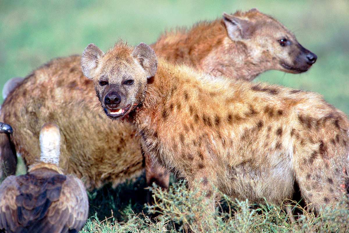 Wildes Südafrika wildes südafrika