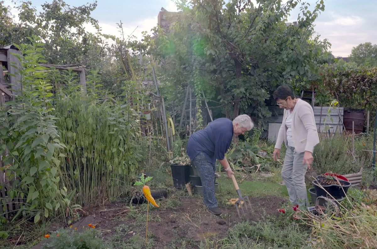 Der Schrebergarten - Ein Blick über den Zaun der schrebergarten - ein blick über den zaun