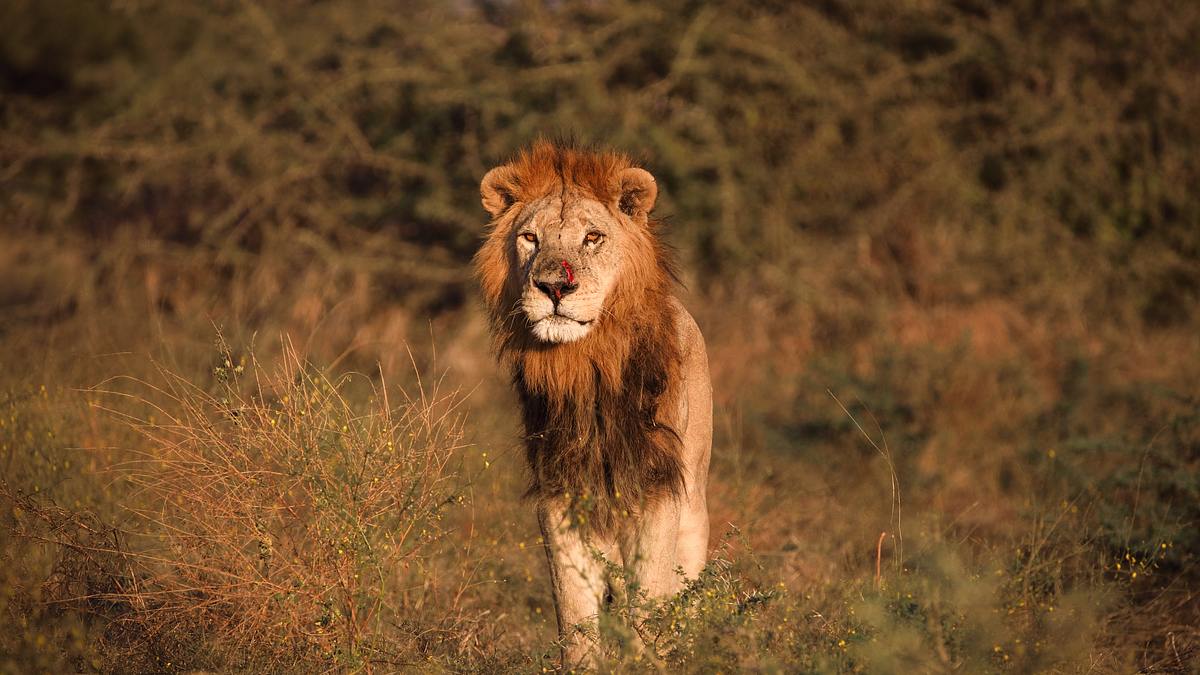 die flut - okavango unter wasser