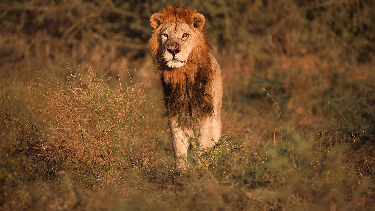 die flut - okavango unter wasser