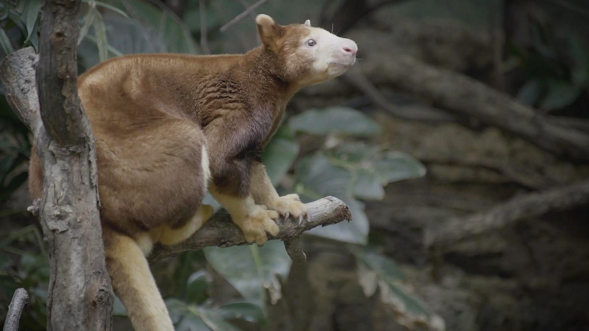 bronx zoo - tierpark der superlative