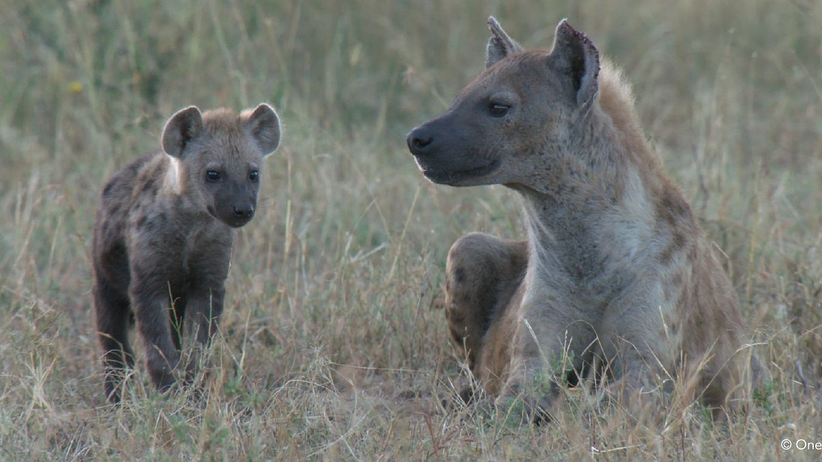 tierbabys in afrika