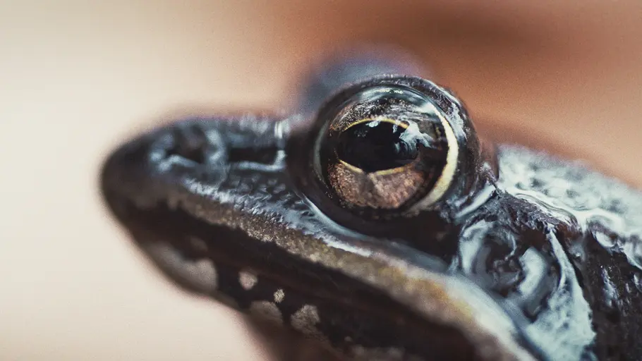 Die verrückte Welt der Amphibien die verrückte welt der amphibien