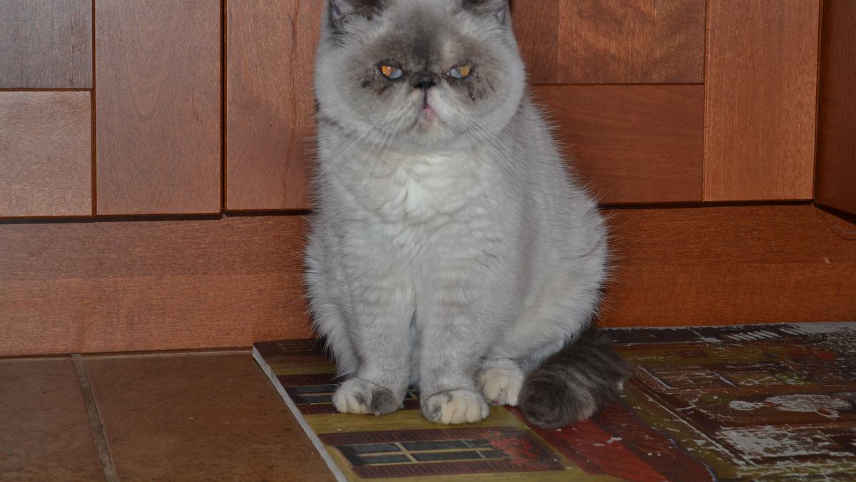 der katzenflüsterer