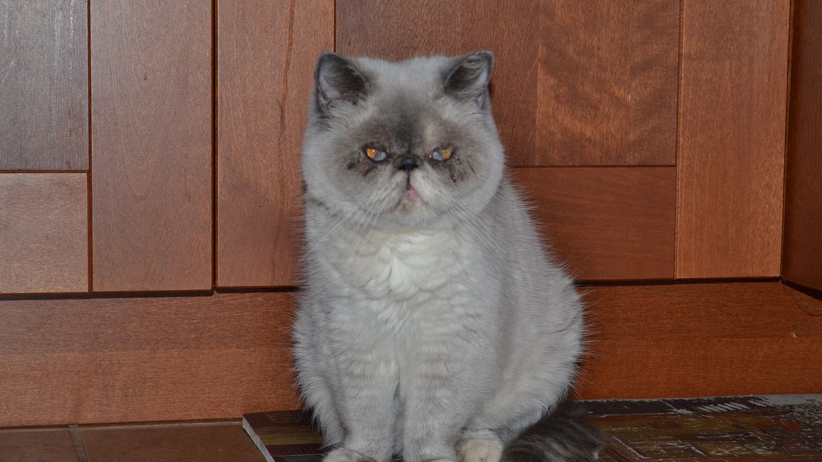 der katzenflüsterer