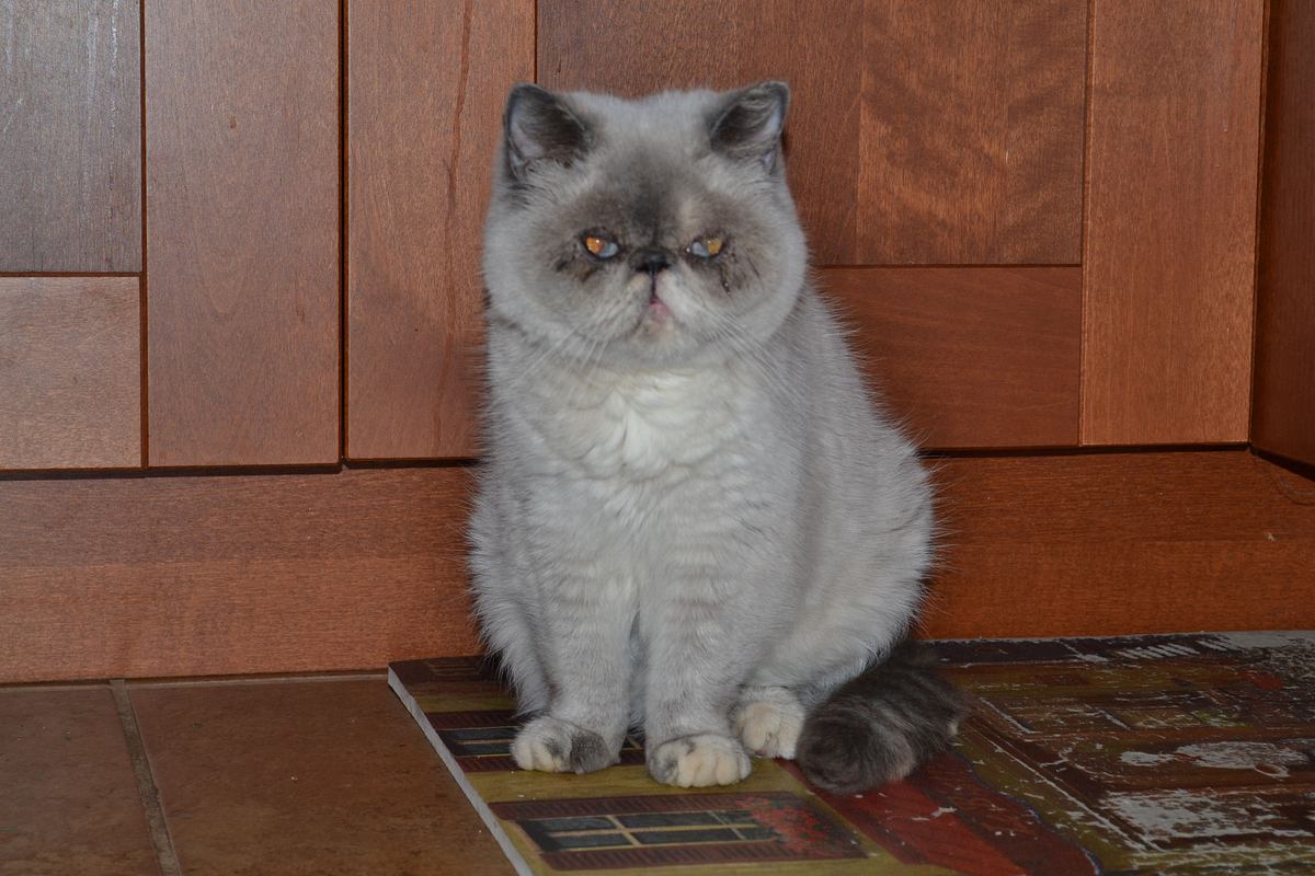 Der Katzenflüsterer der katzenflüsterer