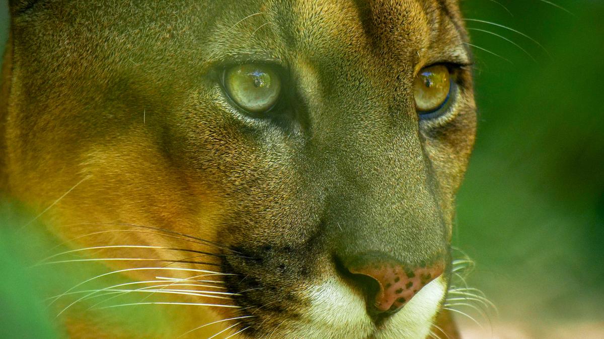 wildes peru