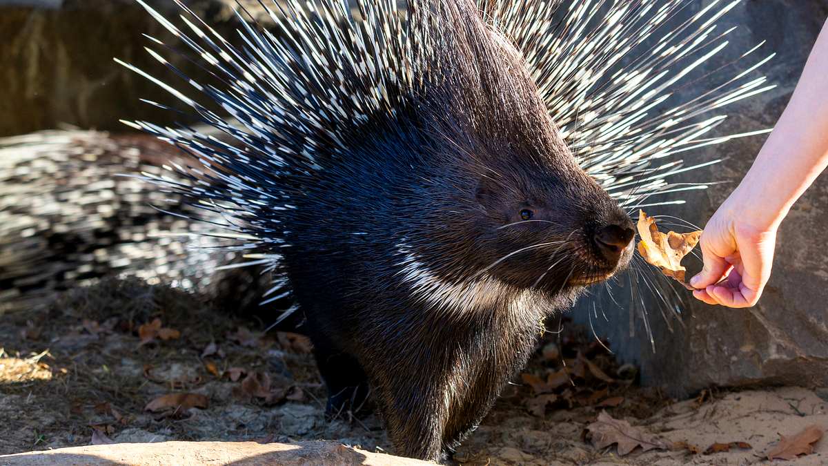 bronx zoo - tierpark der superlative