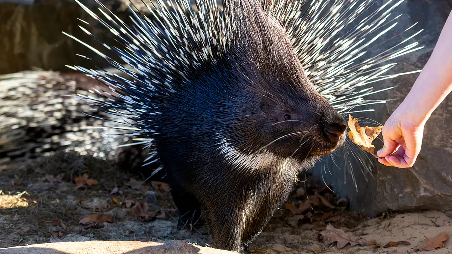 bronx zoo - tierpark der superlative
