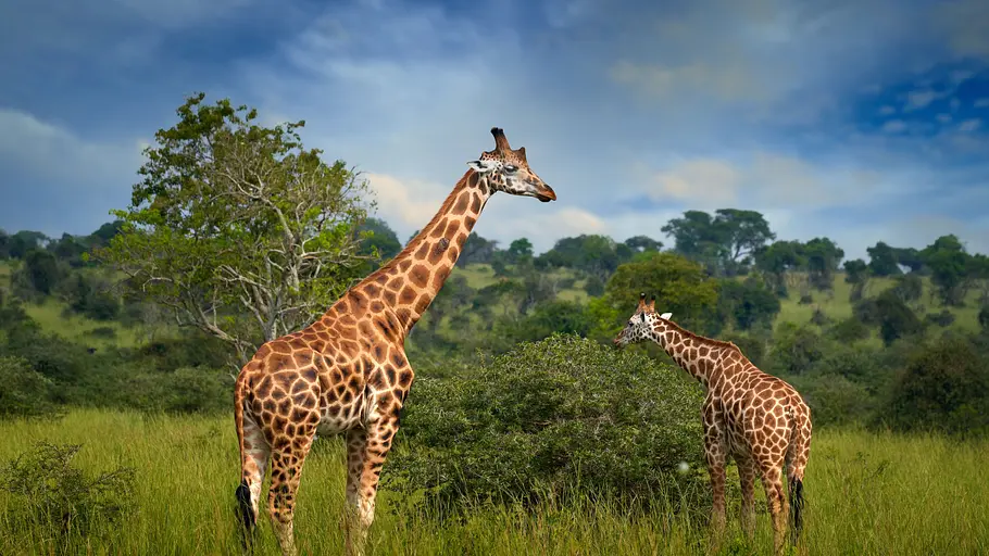 Giraffen - Freundliche Giganten in Gefahr giraffen - freundliche giganten in gefahr