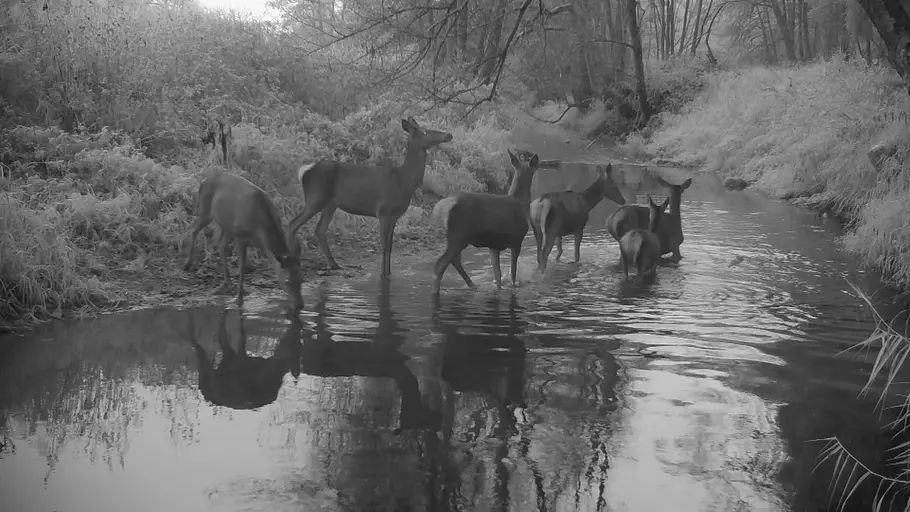 alpha-thema: tiere und künstliche intelligenz