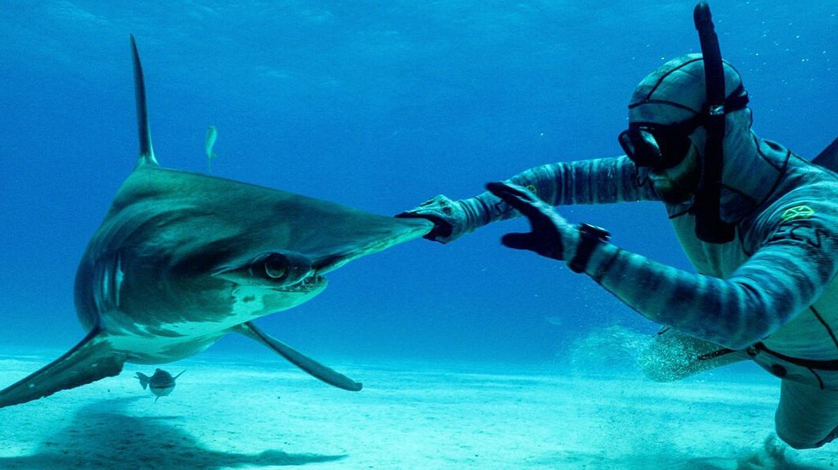 ausgestorben oder nicht: the lost shark