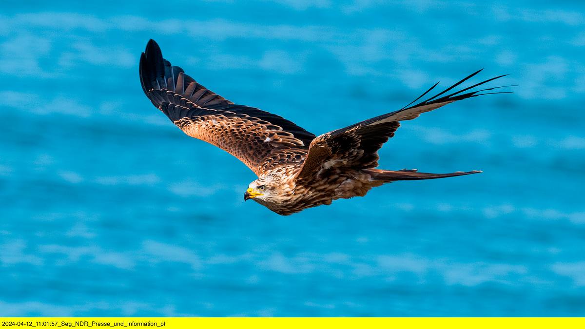 faszinierende flieger - das geheimnis der zugvögel