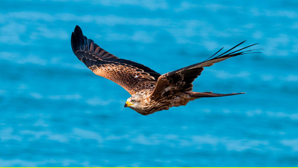 faszinierende flieger - das geheimnis der zugvögel