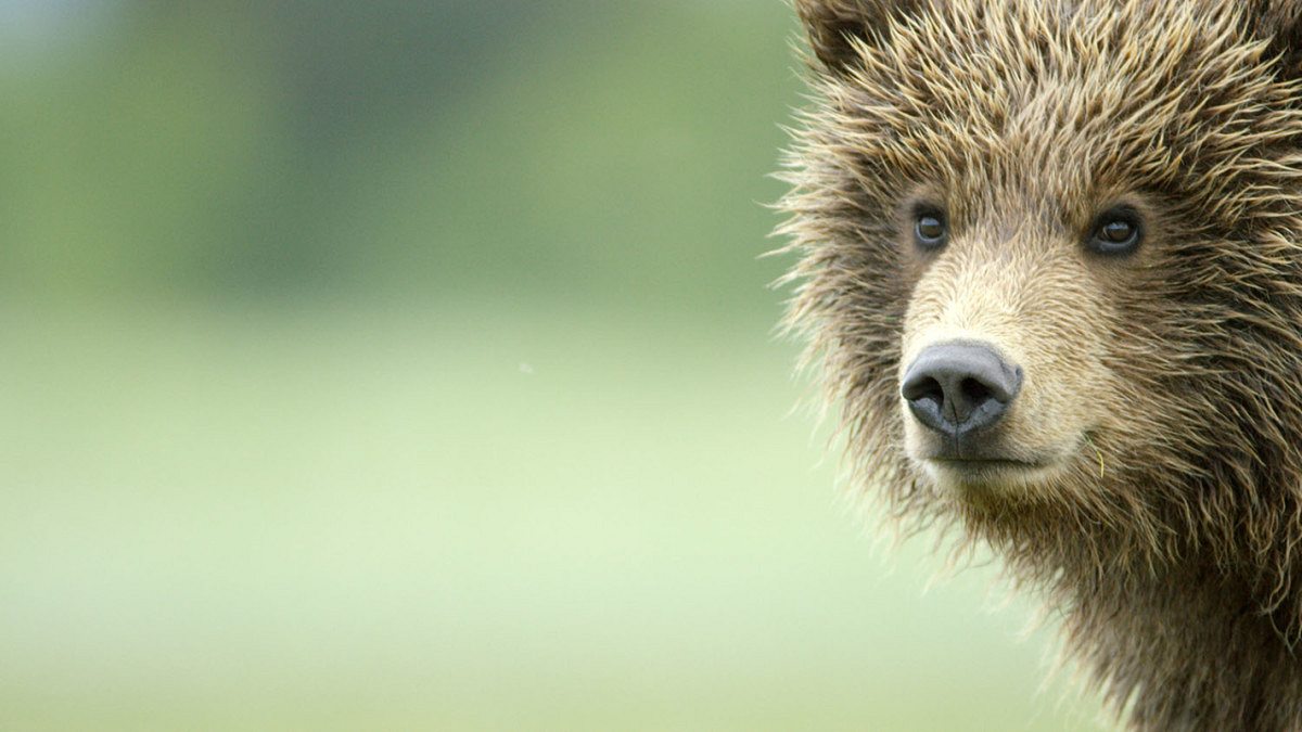 alaskas tödlichste jäger
