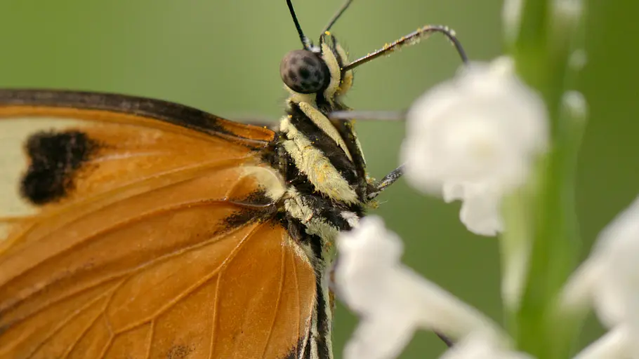 Schmetterlinge!!! - Superhelden der Natur schmetterlinge!!! - superhelden der natur