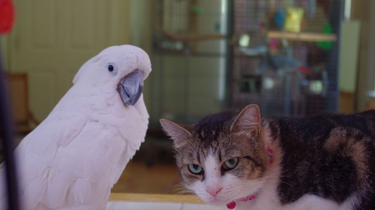 tierische freundschaften