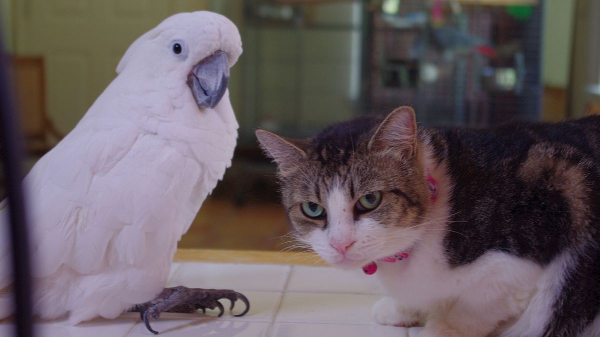 tierische freundschaften