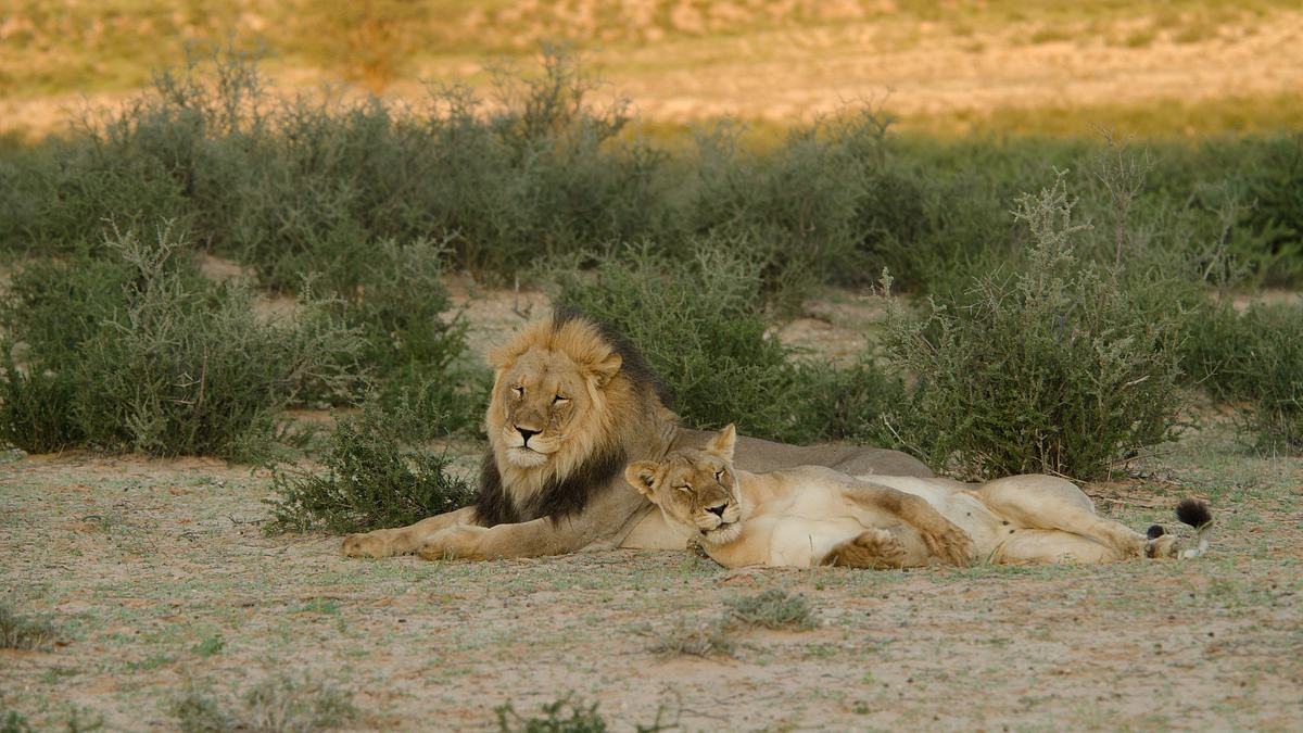 wildes afrika