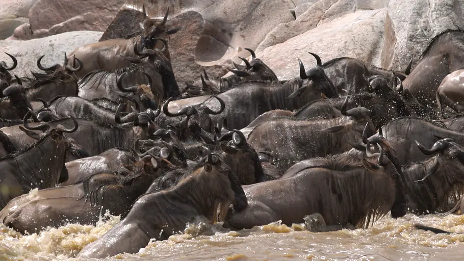 Die Großkatzen der Masai Mara die großkatzen der masai mara