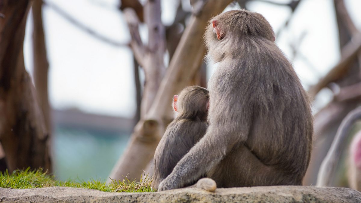 san diego zoo