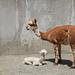 Bronx Zoo - Tierpark der Superlative Thumbnail