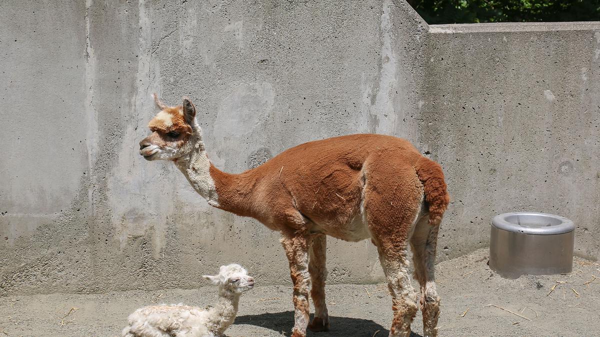 bronx zoo - tierpark der superlative