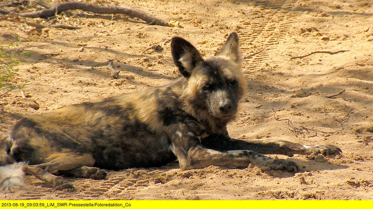 das waisenhaus für wilde tiere - abenteuer afrika