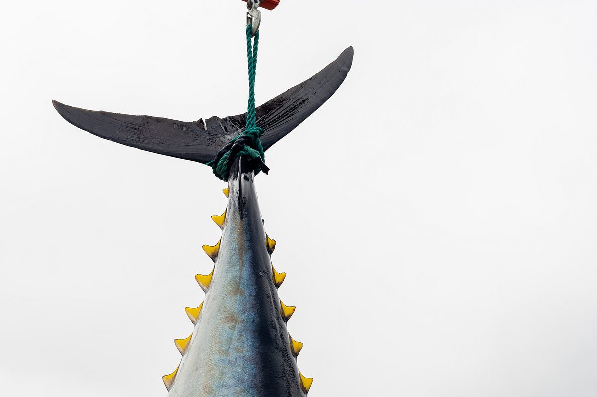 Harpoon Hunters harpoon hunters