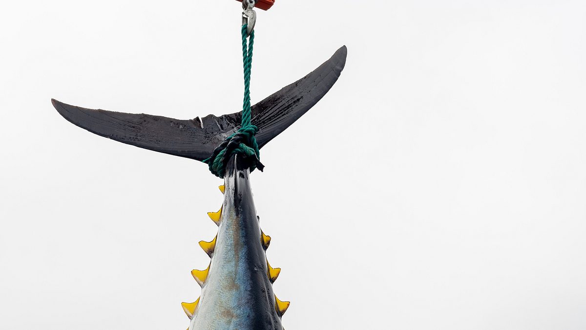 harpoon hunters