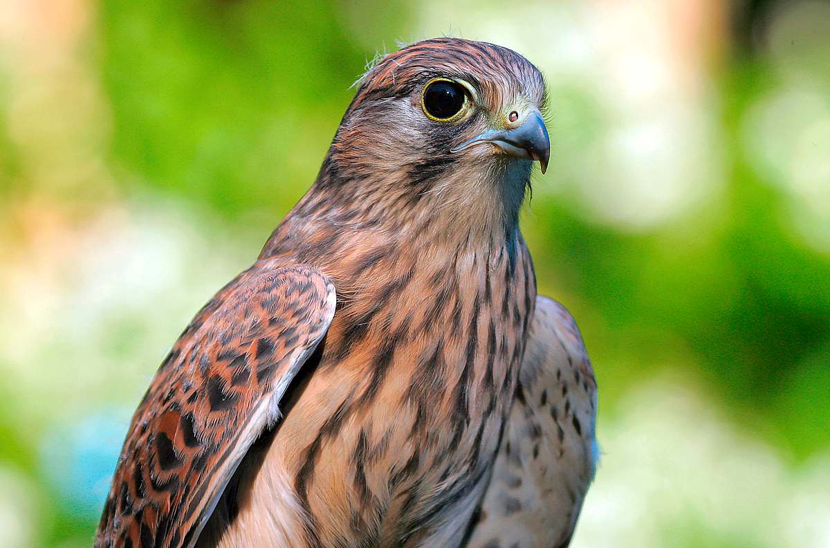 Tierische Burgherren - Das wilde Mittelrheintal tierische burgherren - das wilde mittelrheintal