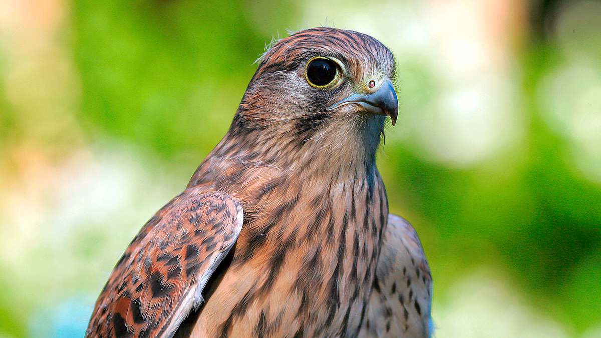 tierische burgherren - das wilde mittelrheintal
